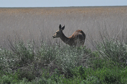 Биозаказник «Светлинский» отмечает свое 15-летие