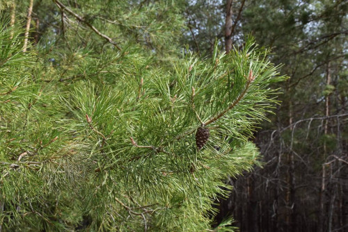 В Оренбургской области стартовала предновогодняя акция по защите хвойных деревьев от вырубки 
