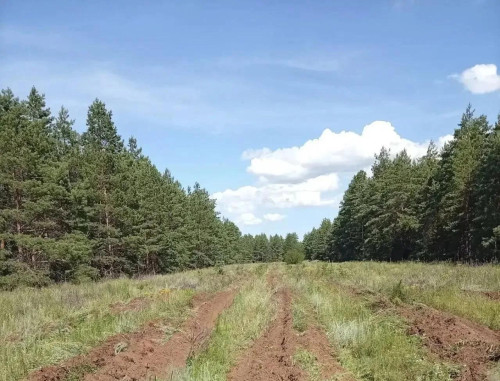 В Оренбургской области проводят летний уход за молодыми лесами