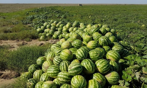 В Оренбуржье начался сбор урожая арбузов