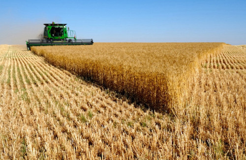 Оренбуржье вошло в десятку регионов-лидеров России по намолоту зерновых