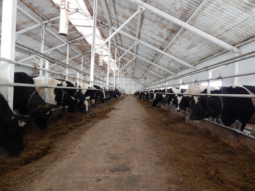 СПК колхоз имени Кирова Октябрьского района – в десятке лучших племенных хозяйств области